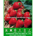 SB01 Fairy nouvelle arrivée de haute qualité graines de fraises pour la croissance